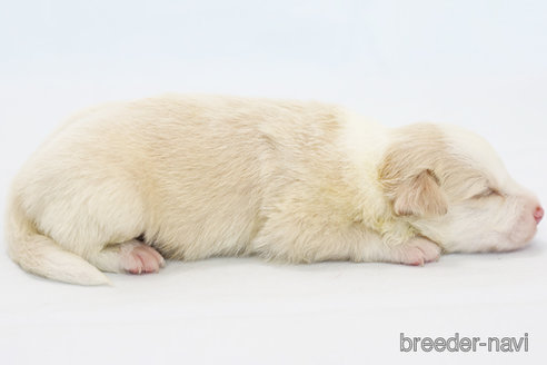 成約済の神奈川県のボーダーコリー-327510の6枚目